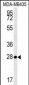 MRM1 Antibody (N-term)
